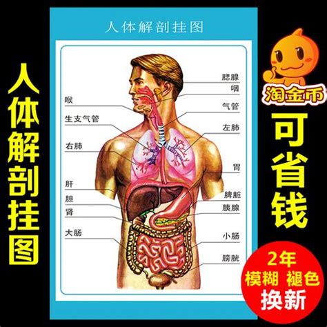 身体部位|人体图五脏的位置图分布图 (人体结构解剖图)